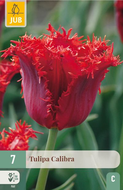 7 bloembollen tulipa calibra