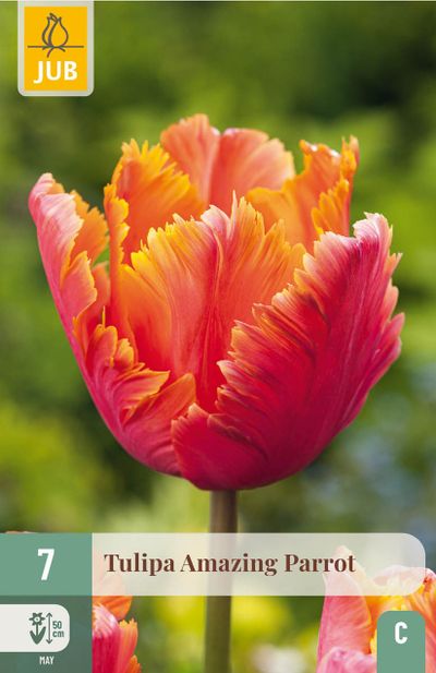 7 bloembollen tulipa amazing parrot