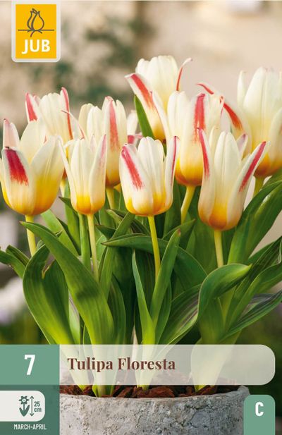 7 bloembollen tulipa floresta