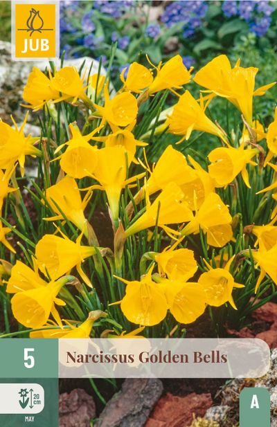 5 bloembollen narcissus golden bells