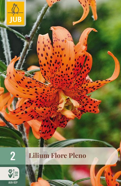 2 lilium double flore pleno