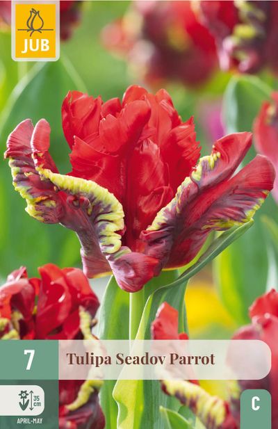 7 bloembollen tulipa seadov parrot