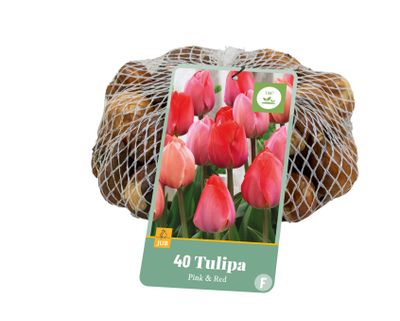 40 bloembollen tulipa roze/rood