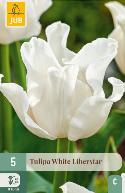 5 bloembollen tulipa white liberstar