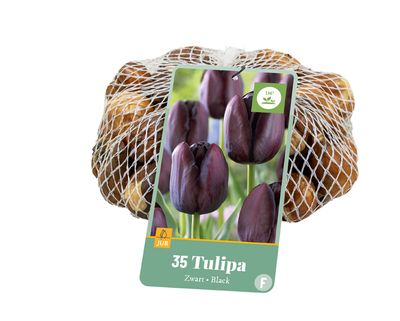 35 tulipa zwart