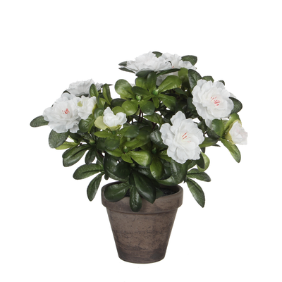 Azalea blanc en pot stan gris d11,5cm - h27xd20cm