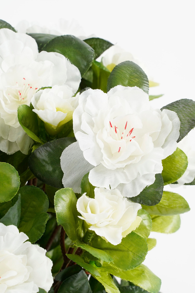 Azalea blanc en pot stan gris d11,5cm - h27xd20cm