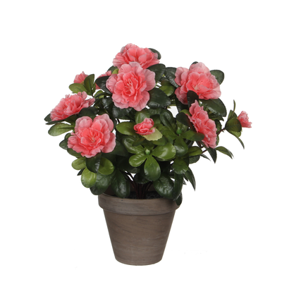 Azalea peche en pot stan gris d11,5cm - h27xd20cm