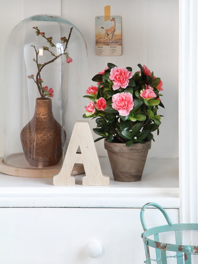 Azalea peche en pot stan gris d11,5cm - h27xd20cm