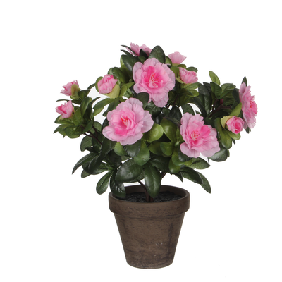 Azalea rose en pot stan gris d11,5cm - h27xd20cm