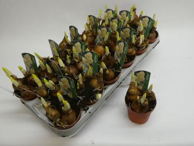 Narcissus Tazetta 'Abba'