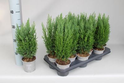 Chamaecyparis lawsoniana Ellwoodii