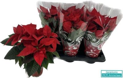 Euphorbia pulcherrima (Kerstster)