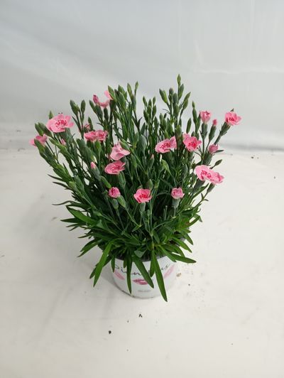 Dianthus peach