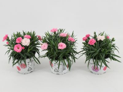 Dianthus i love u