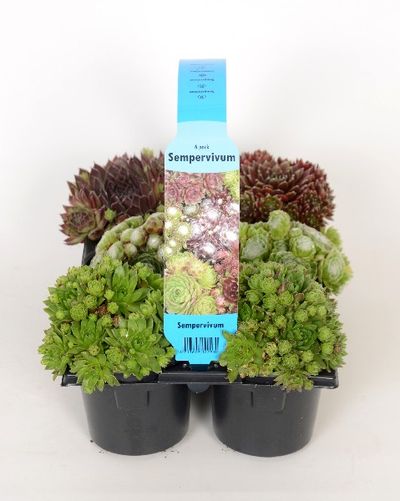 Sempervivum mix sixpack