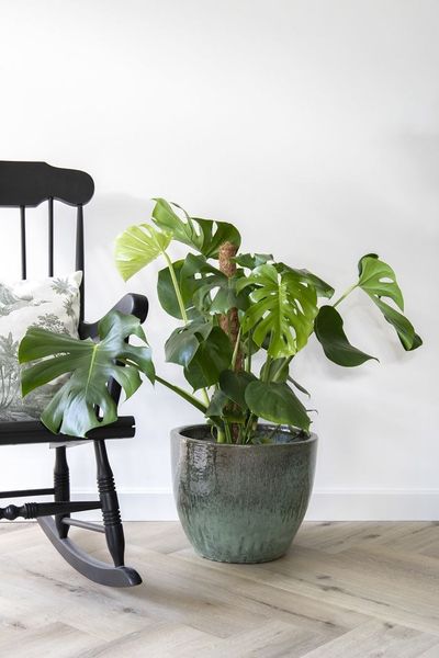 Glazed egg pot moss green