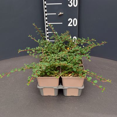Cotoneaster queen carpet en pack de 6
