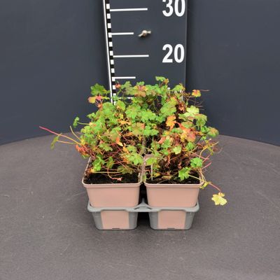 Geranium cant.biokovo 6pack vaste plant geranium
