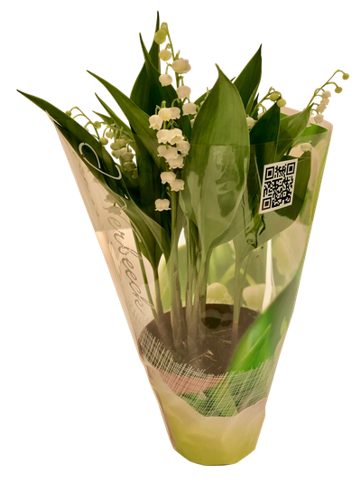 Convallaria majalis of meiklokjes p13