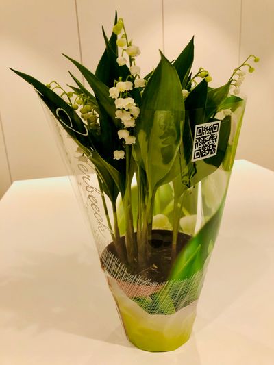 Convallaria majalis of meiklokjes p13