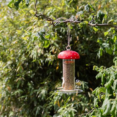 Voedersilo vliegenzwam