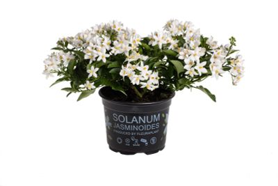 Solanum jasminoides (morelle faux jasmin) p12 h15