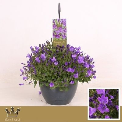 Suspension campanules p25 h50