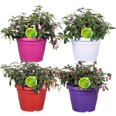 Fuchsia bella mix in p22 h20