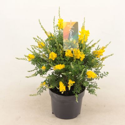Genista Cytisus struik (Kamerbrem)