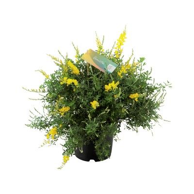 Genêt buisson p17 h35