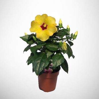 Hibiscus Rosa Sinensis