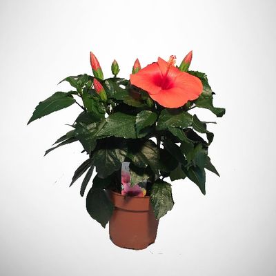 Hibiscus Rosa Sinensis