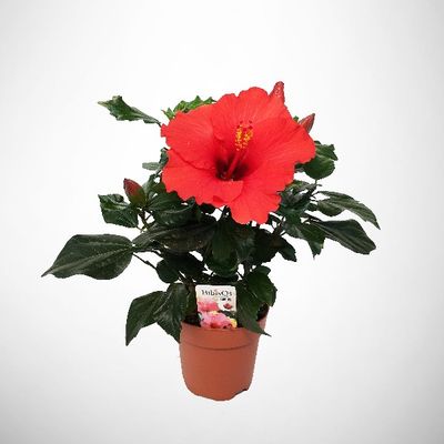 Hibiscus Rosa Sinensis