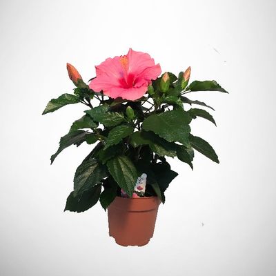Hibiscus Rosa Sinensis