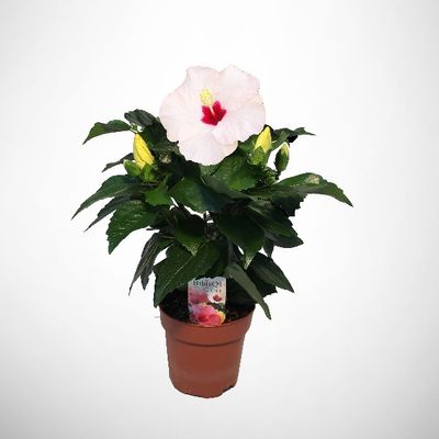 Hibiscus Rosa Sinensis