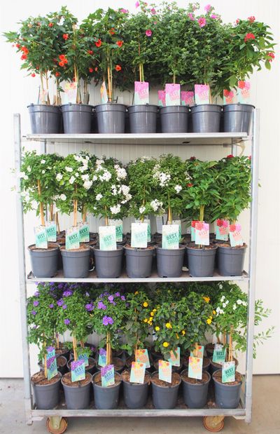 Plantes annuelles p19 h70