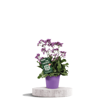 Limonium salt lake p19 h50