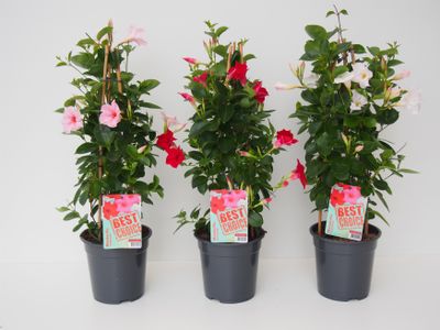 Mandevilla pyramide p17 lang bloeiend 
