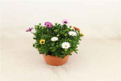 Osteospermum en coupe p23 h15