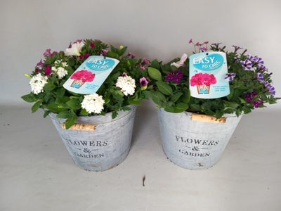 Annuelles en seau déco avec système d'arrosage