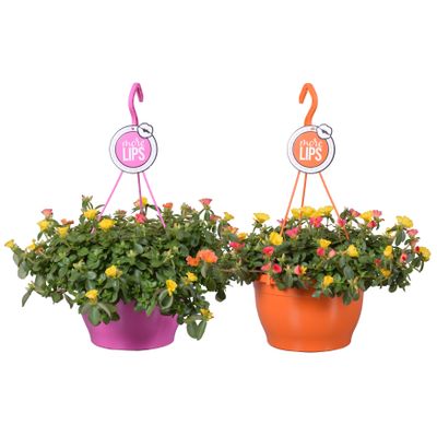 Portulacca in  hangpot p25 h40