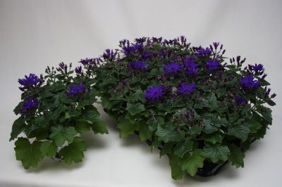 Cinéraire senetti deep blue p15 h30