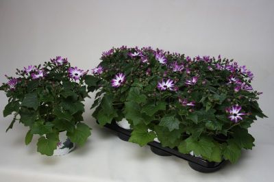 Cinéraire senetti bicolore p15 h30