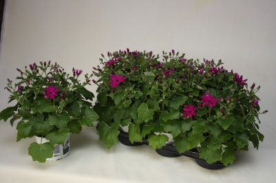 Cinéraire magenta p15 h30