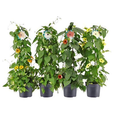 Thunbergia piramide (suzanne aux yeux noirs)  p17 h70