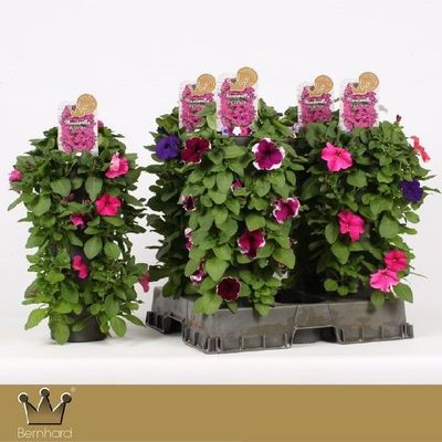 Wanderella suspension petunia p15 h50