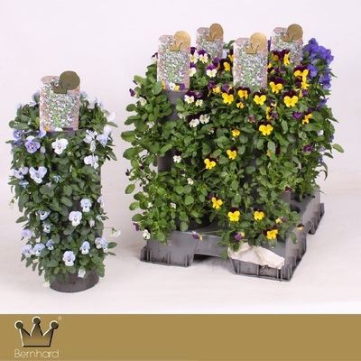 Wanderellaa viola corn p15 h50