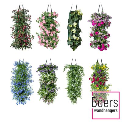 Wanderella suspension p50 h20