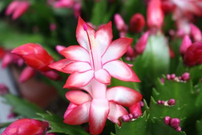 Schlumbergera rood ( Lidcactus )